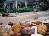 Swimming Pool with rocks
